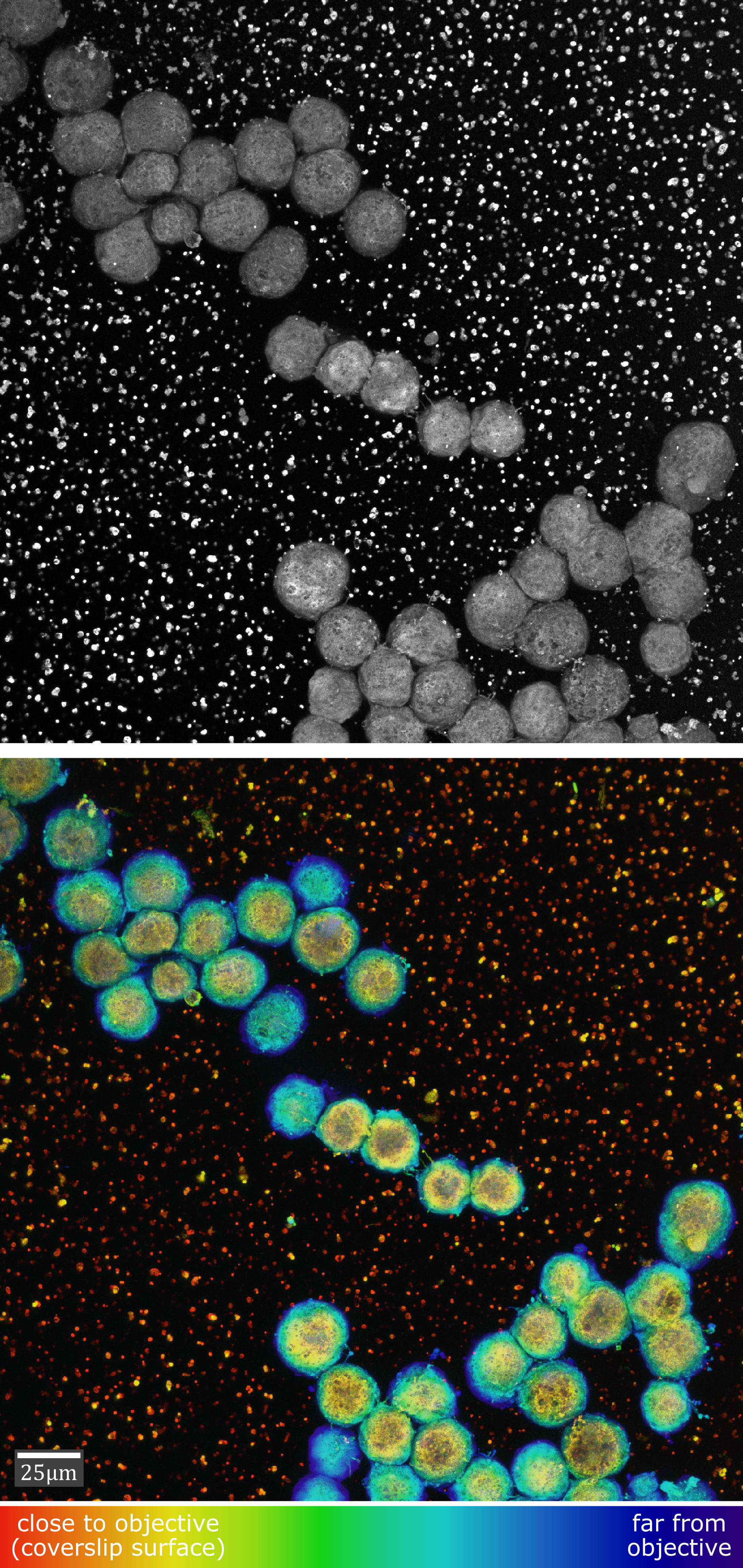 Ectoderm Xenopus cells stained with Tannic Acid low mag example.